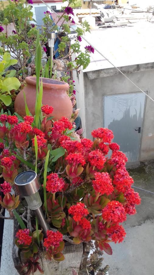 Apartamento árbol De Vida Sevilla